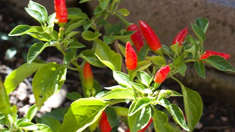 The health benefits of cayenne pepper and how to grow it correctly