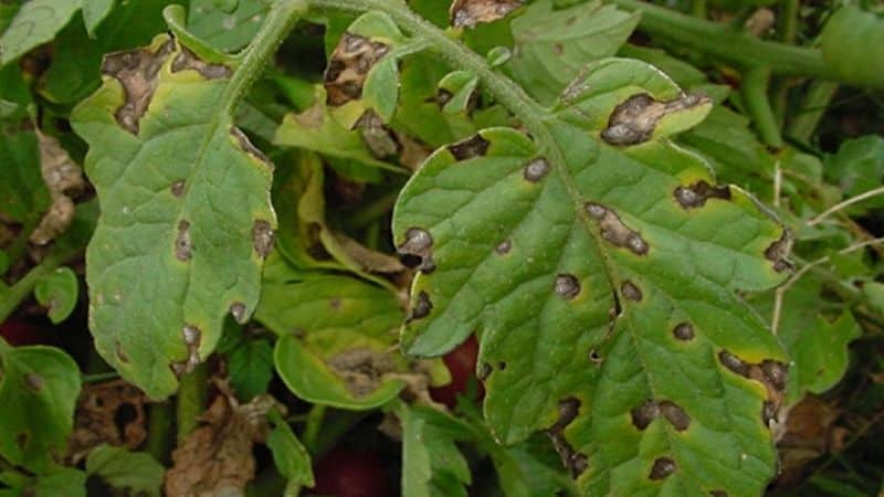 Why black spots may appear on tomato leaves in a greenhouse and how to get rid of them: saving the crop effectively