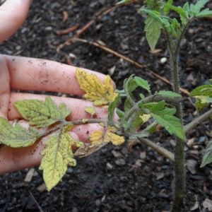 Why black spots may appear on tomato leaves in a greenhouse and how to get rid of them: saving the crop effectively
