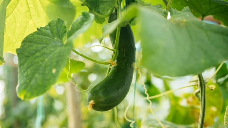 What to do if cucumbers grow with a hook: what is missing and how to correct the situation