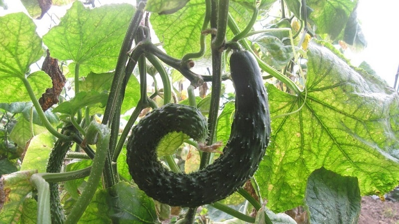 What to do if cucumbers grow with a hook: what is missing and how to correct the situation