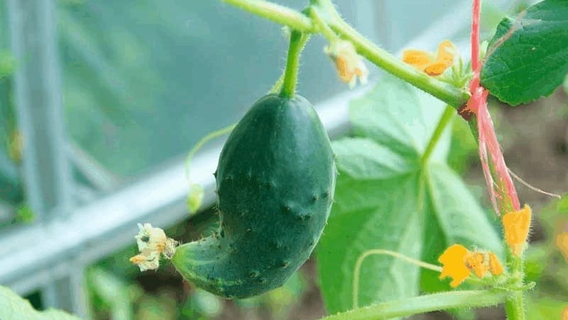 What to do if cucumbers grow with a hook: what is missing and how to correct the situation