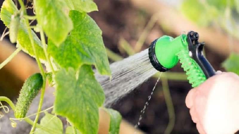 What to do if cucumbers grow with a hook: what is missing and how to correct the situation