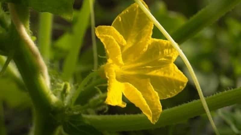 What to do with empty flowers on cucumbers in a greenhouse and how to prevent their appearance