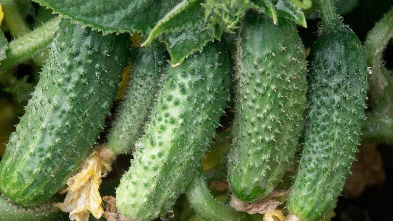 What to do with empty flowers on cucumbers in a greenhouse and how to prevent their appearance