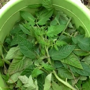 What to do with empty flowers on cucumbers in a greenhouse and how to prevent their appearance