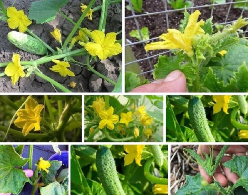 What to do with empty flowers on cucumbers in a greenhouse and how to prevent their appearance