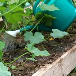 What to do with empty flowers on cucumbers in a greenhouse and how to prevent their appearance