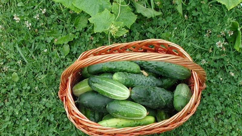 What to do with empty flowers on cucumbers in a greenhouse and how to prevent their appearance
