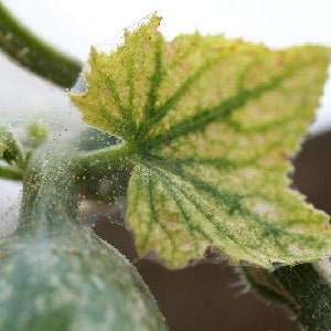 What to do with empty flowers on cucumbers in a greenhouse and how to prevent their appearance