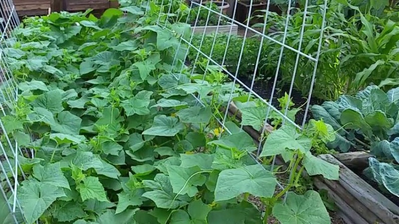 What to do with empty flowers on cucumbers in a greenhouse and how to prevent their appearance
