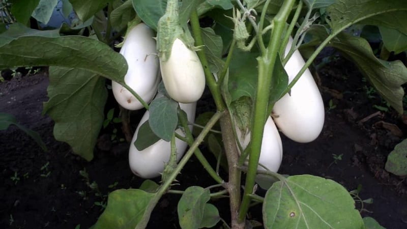 What are white eggplants and how are they different from regular ones?