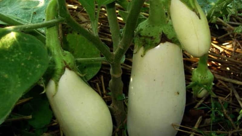 What are white eggplants and how are they different from regular ones?