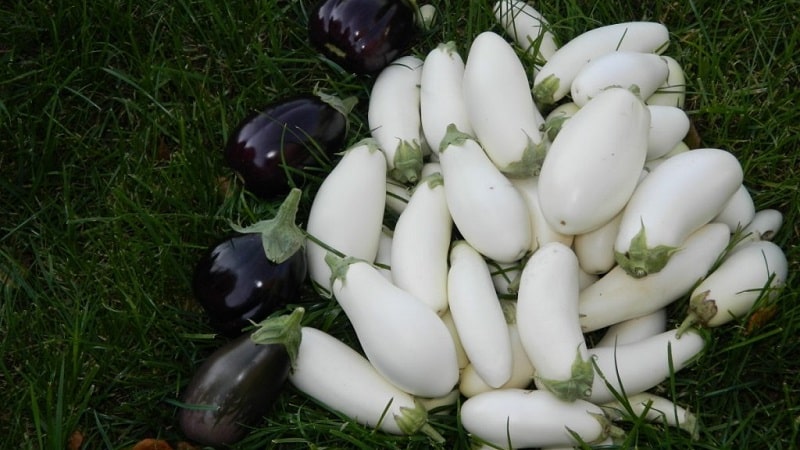 What are white eggplants and how are they different from regular ones?