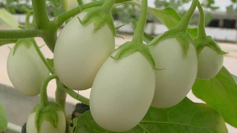 What are white eggplants and how are they different from regular ones?