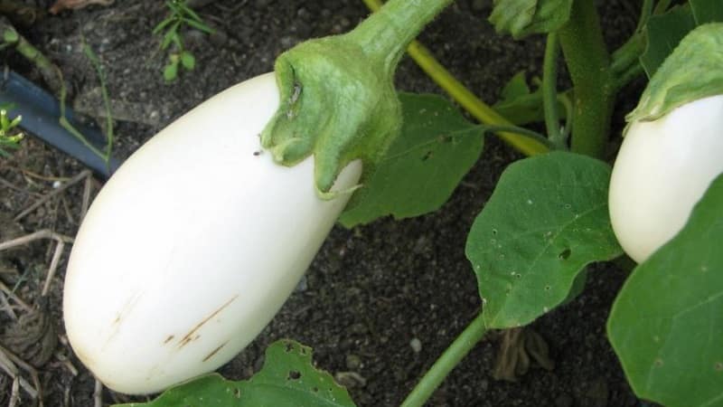 What are white eggplants and how are they different from regular ones?