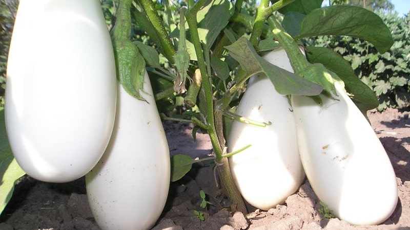 What are white eggplants and how are they different from regular ones?