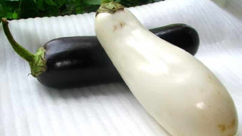 What are white eggplants and how are they different from regular ones?
