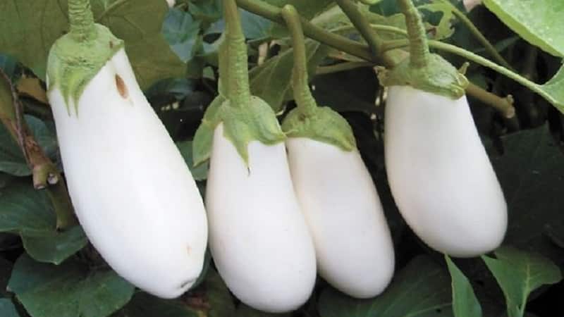 What are white eggplants and how are they different from regular ones?