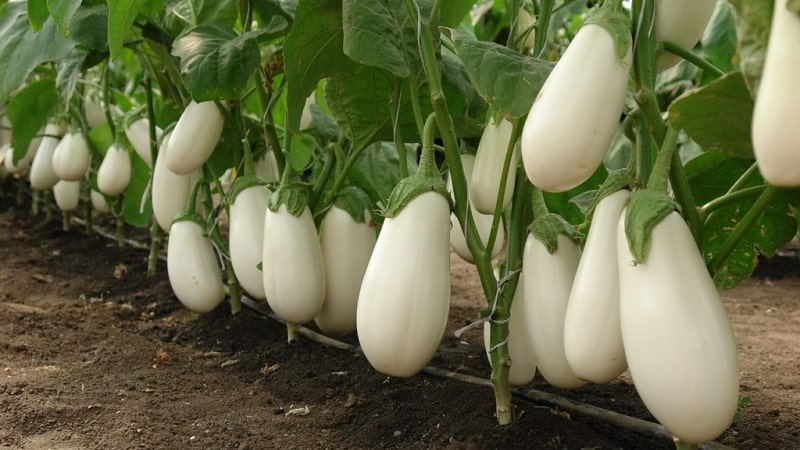What are white eggplants and how are they different from regular ones?