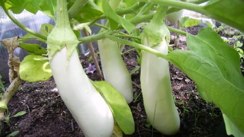 What are white eggplants and how are they different from regular ones?