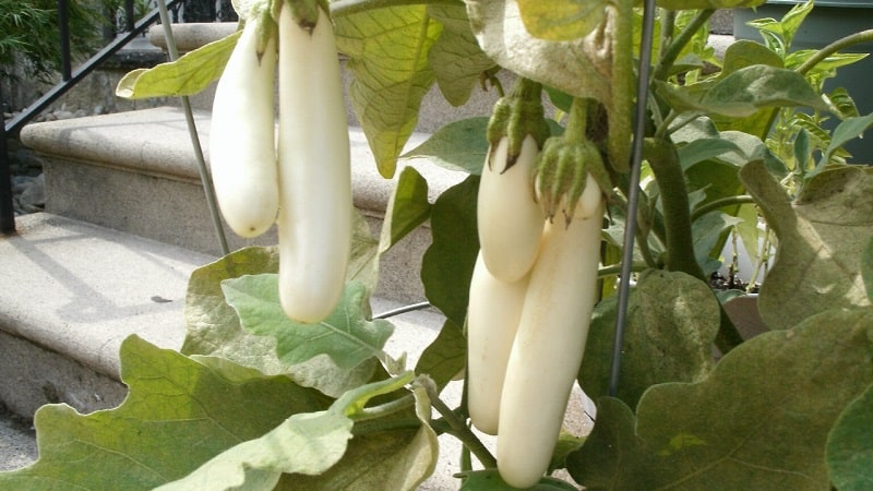 What are white eggplants and how are they different from regular ones?