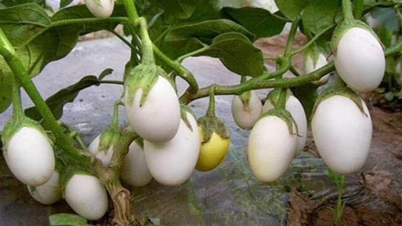 What are white eggplants and how are they different from regular ones?