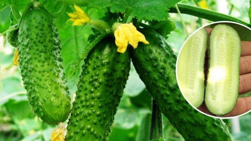 What are parthenocarpic cucumbers and which varieties to choose?