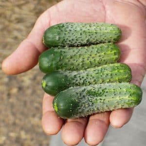 What are parthenocarpic cucumbers and which varieties to choose?