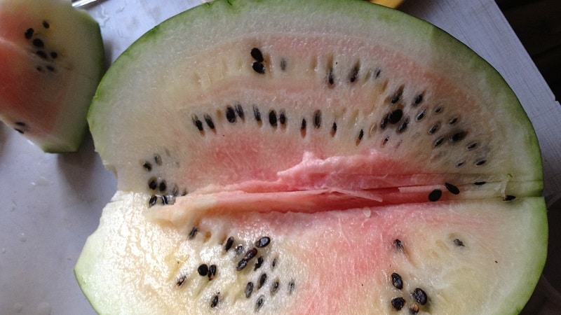 Do picked watermelons ripen at home?