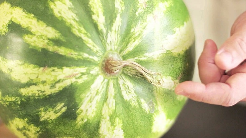 Do picked watermelons ripen at home?