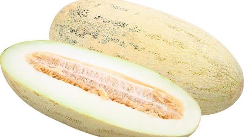 The most popular and beloved melon by many: Torpedo: choose the right one and grow it yourself