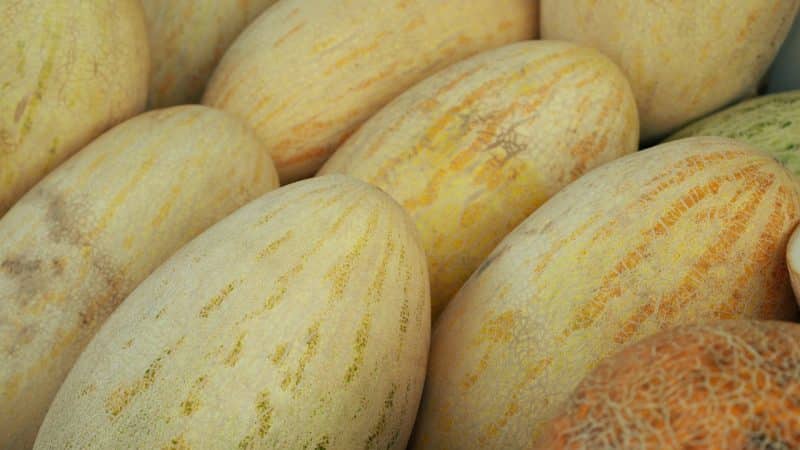 The most popular and beloved melon by many: Torpedo: choose the right one and grow it yourself