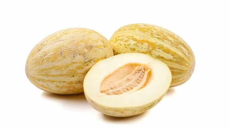 The most popular and beloved melon by many: Torpedo: choose the right one and grow it yourself