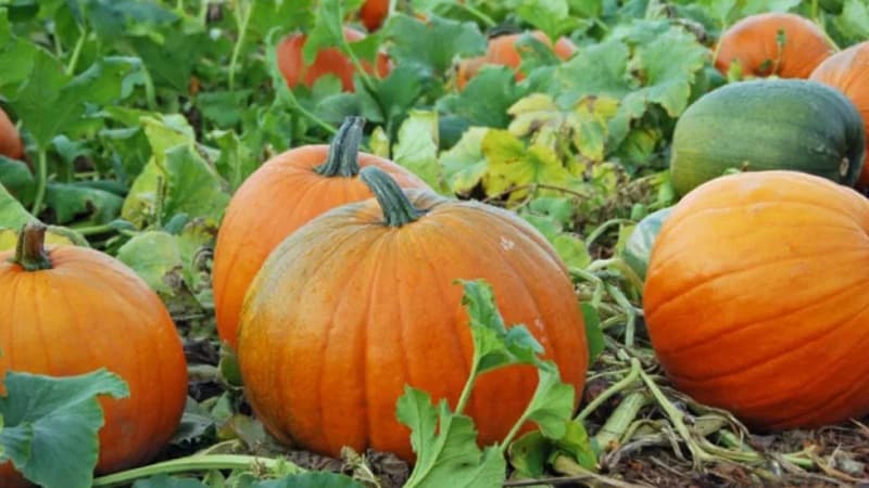 Instructions for growing pumpkins in open ground in the Urals: nuances and tips for beginning farmers