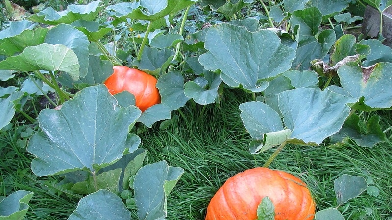 Instructions for growing pumpkins in open ground in the Urals: nuances and tips for beginning farmers
