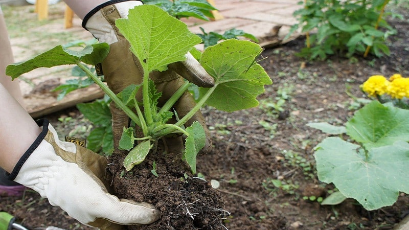 Instructions for growing pumpkins in open ground in the Urals: nuances and tips for beginning farmers
