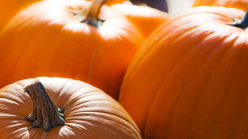How to store pumpkin correctly: different methods and secrets of creating optimal conditions for preserving the vegetable