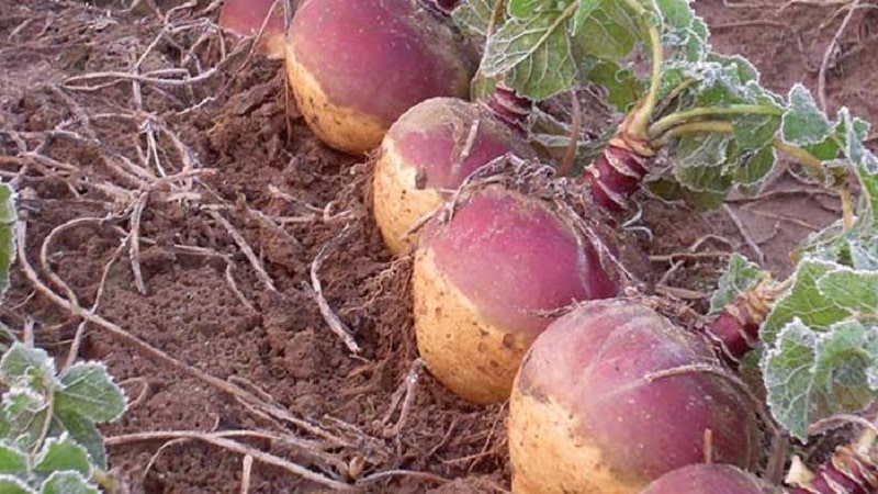 How and when to harvest rutabaga to preserve the harvest until spring