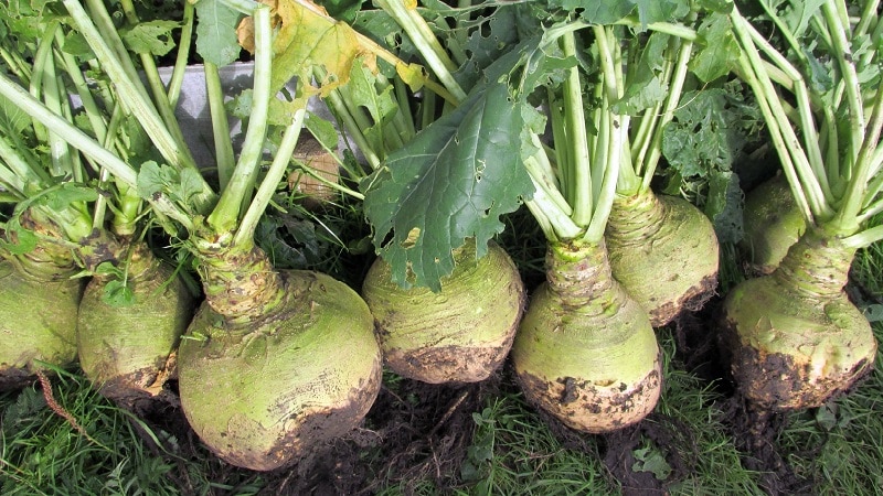 How and when to harvest rutabaga to preserve the harvest until spring