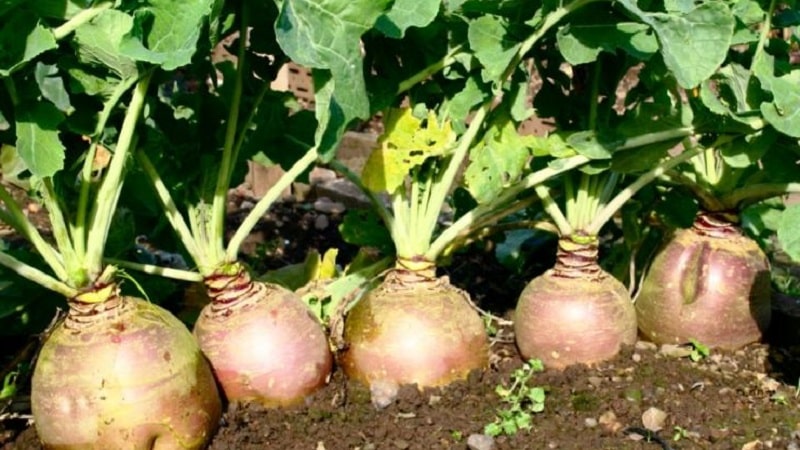How and when to harvest rutabaga to preserve the harvest until spring