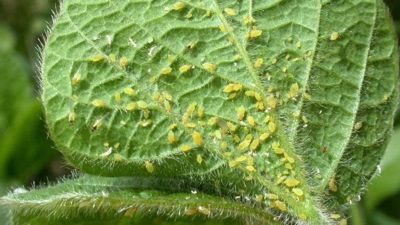 How to get rid of aphids with the least damage to tomatoes?