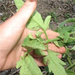 How to get rid of aphids with the least damage to tomatoes?