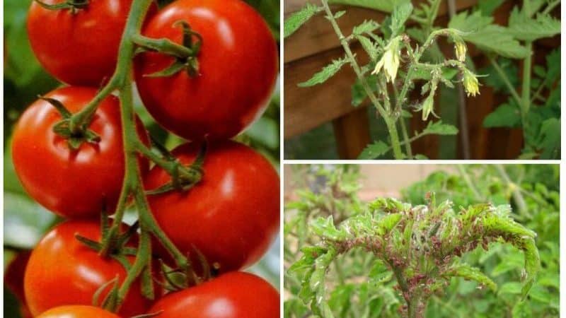 How to get rid of aphids with the least damage to tomatoes?