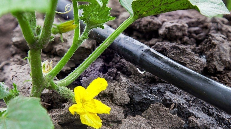 Step-by-step instructions for beginner gardeners: how to water cucumbers correctly