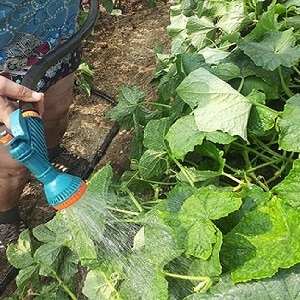 Step-by-step instructions for beginner gardeners: how to water cucumbers correctly