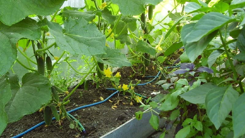 Step-by-step instructions for beginner gardeners: how to water cucumbers correctly