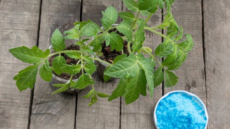 How to properly use copper sulfate against late blight on tomatoes: step-by-step instructions and useful recommendations