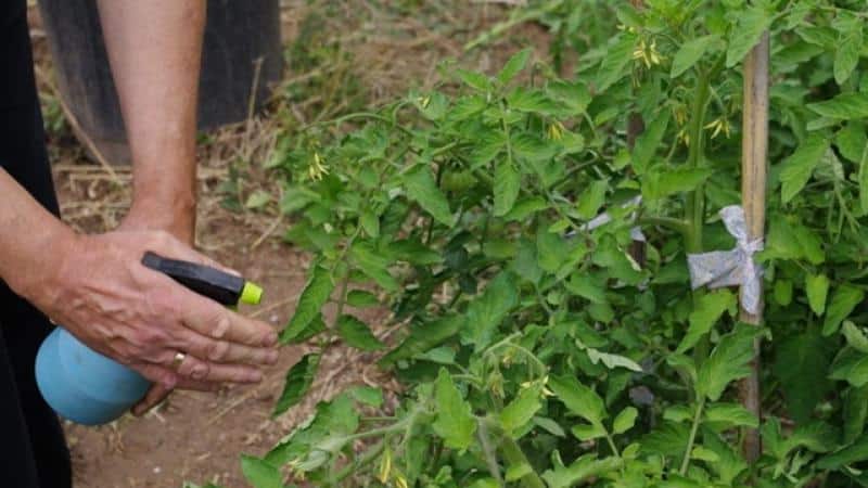 How to properly use copper sulfate against late blight on tomatoes: step-by-step instructions and useful recommendations