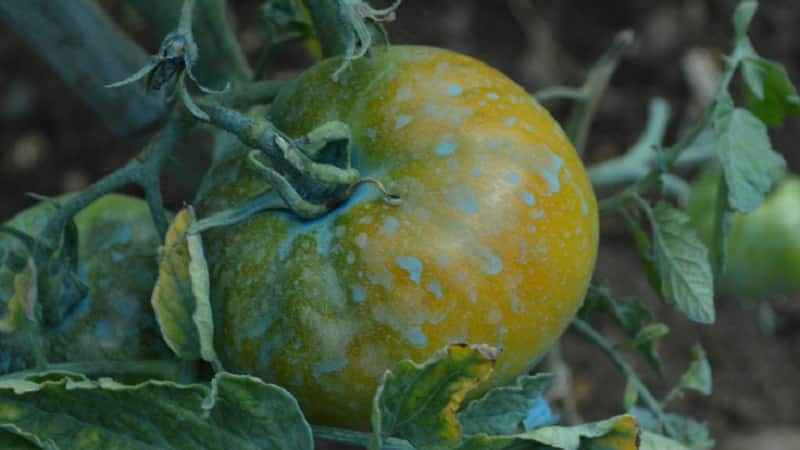 How to properly use copper sulfate against late blight on tomatoes: step-by-step instructions and useful recommendations